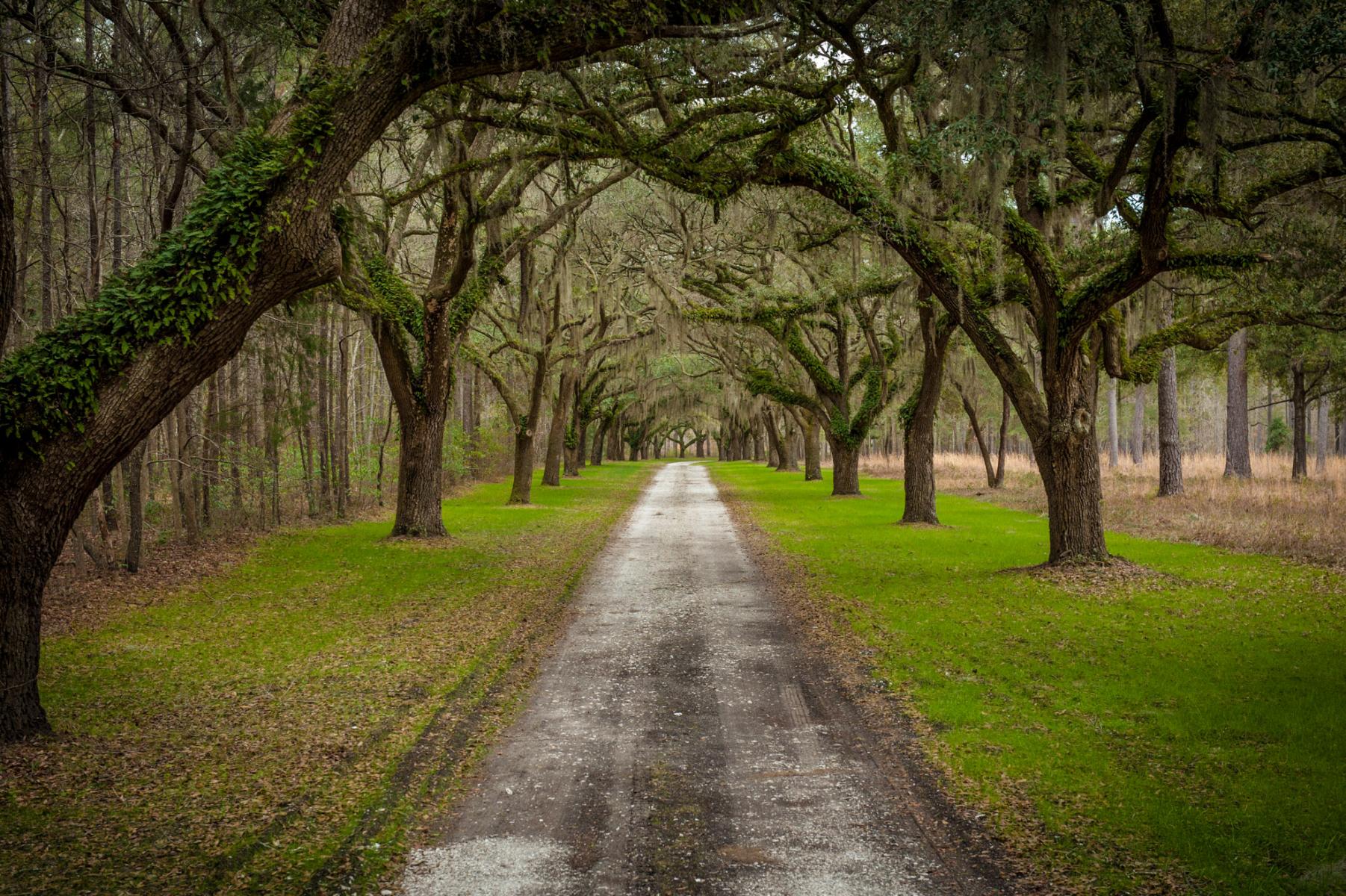 Avenue of The Oaks